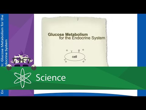 Glucose Metabolism for the Endocrine System - YouTube