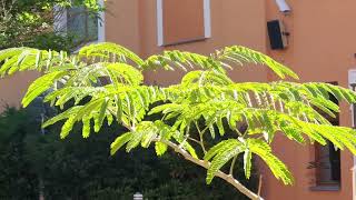 Albizia julibrissin  kapinice, perská akácie