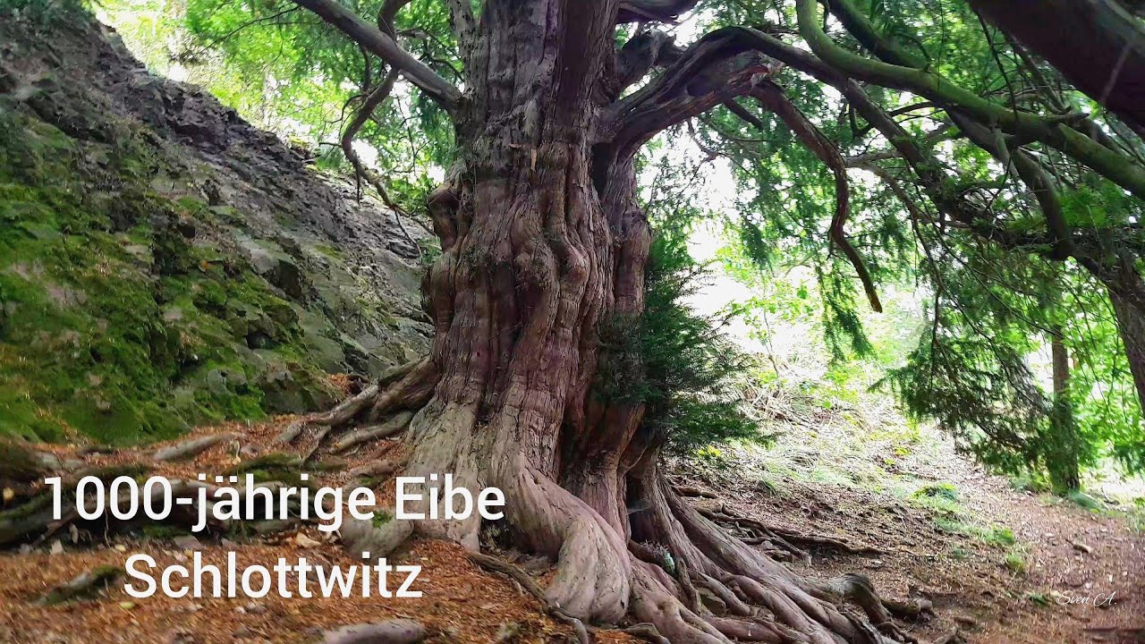 Schsische Schweiz Mglitztal Schlottwitz 1000-jhrige Eibe Weesenstein
