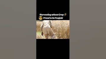 harvesting wheat crop #shortvideo #explore #viral #pakistan #punjab #crops #shorts #short