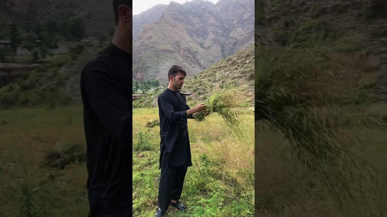 Mustard Cutting amid of huge mountain. 