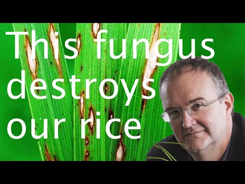 Rice blast fungus: