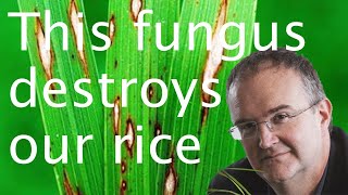 Rice blast fungus: sustainable plant disease control - Nick Talbot 🍚🦠 screenshot 1