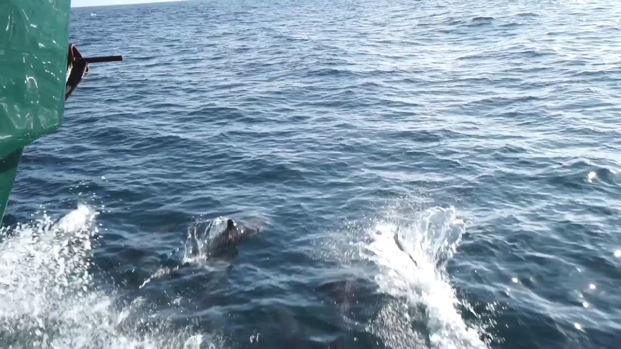 cute animal videos short Pacific white sided dolphins