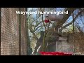 Bob the hummingbird's unusual trip from Nebraska to Tucson