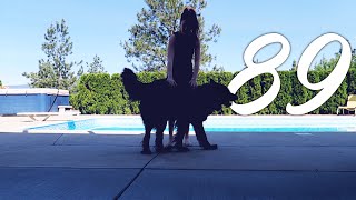 REAL LIFE DIREWOLF | Kitty Plays