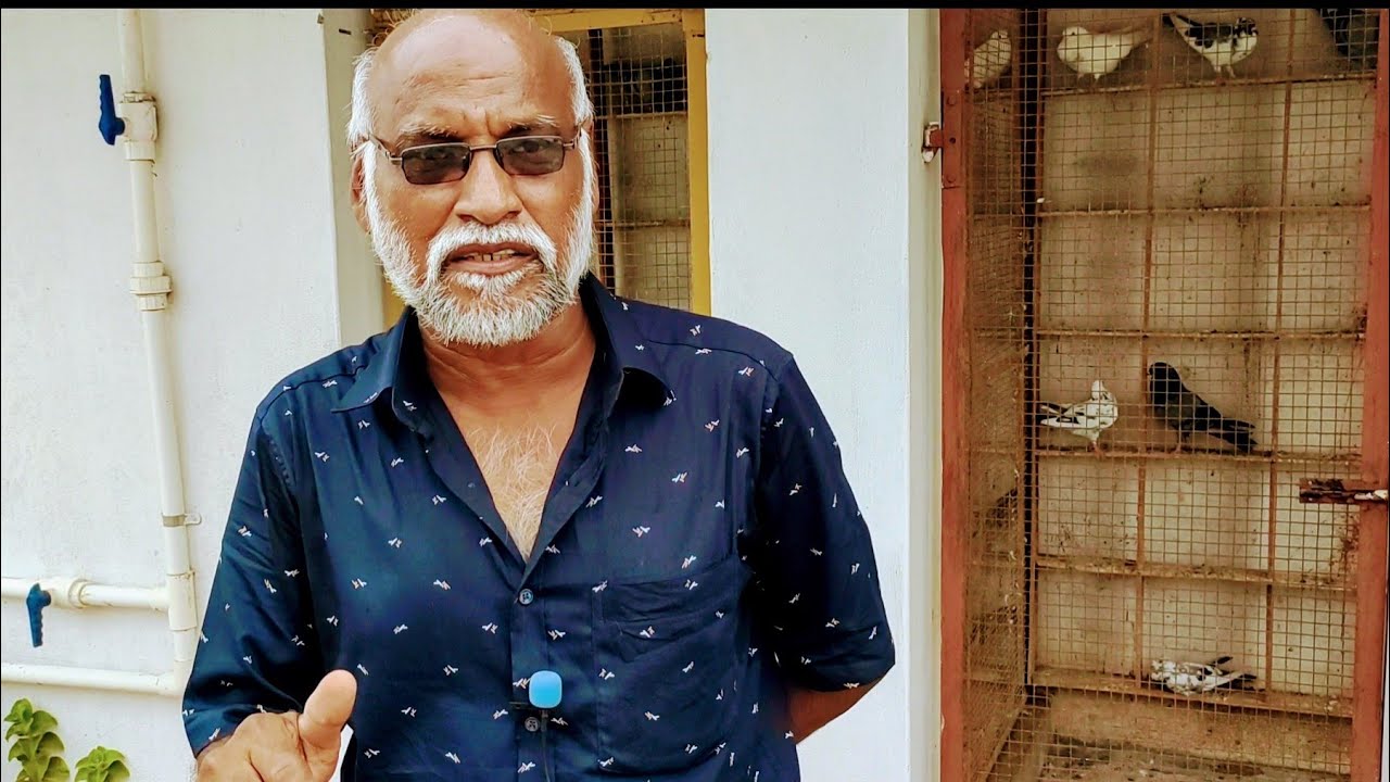 சாதா புறா கண்கள் , சிறந்த பறவை புறா கண்கள், black eye , red anaris ,trichy Shaik