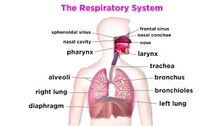 The Respiratory System screenshot 2