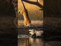 The Tiger Ambushed From The Tree... And Landed HERE! 😱 #fail #ambush #tiger #alligator
