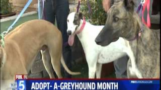 Greyhound Adoption Center featured on Fox 5 News