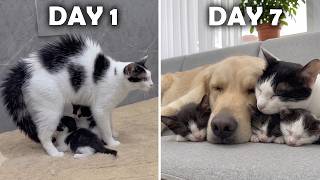 Mom Cat Finally Fell for the Giant Golden Retriever After Kittens Showed He Was Safe in 7 Days!