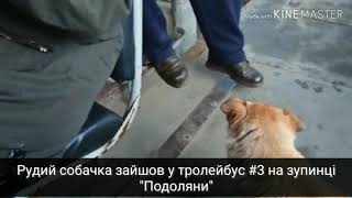 У Тернопільському Тролейбусі - Чотирилапий Пасажир