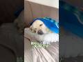 ボクと掃除機 共存ばせんと しょんなかとです🐶💦