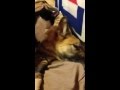 Kitten gives German Shepard a Message
