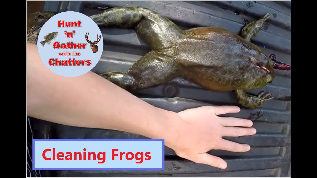 HOW TO CLEAN FROGS! Bullfrogs YouTube