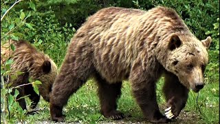 Amazing footage of grizzly bears of the Canadian Rockies!