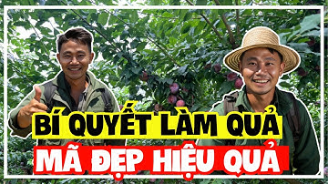 Cây Mận Hậu | Cây ăn trái | Bí kíp làm quả mã đẹp hiệu quả nhất ! | Sỹ Nguyễn official