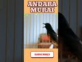 Relax and Study with Beautiful Bird Melodies #Shorts #BirdSounds #RelaxingNature #StudyMusic #Focus