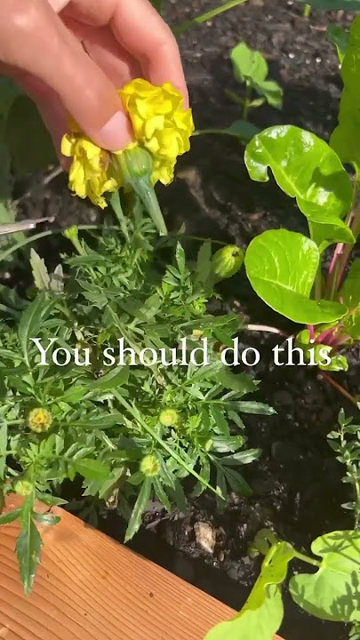 Must See Tip For Your Summer Marigolds #flowergarden #marigold