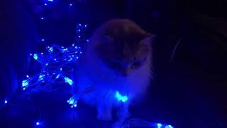 GLOWING KITTY!   Squirt invades my Christmas Lights!!!  8/25/2020