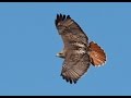 Kate wolf  the redtail hawk