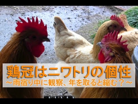 鶏冠はニワトリの個性~冬の雨宿り中にコッコ達を観察、年を取ると縮む?~ - YouTube