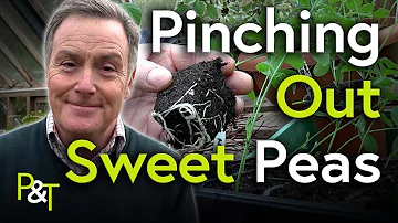 How to Pinch Out Sweet Peas - Pots & Trowels