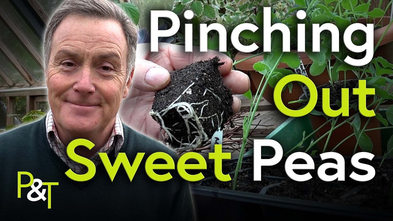 How to Pinch Out Sweet Peas Pots & Trowels YouTube