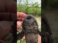 Rela nyemplung sungai demi dapat banyak ikan