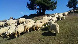 200 koyun yıllık kazanç - Koyun yetiştiriciliği - Küçükbaş Hayvancılık - Mera Koyunculuğu #küçükbaş