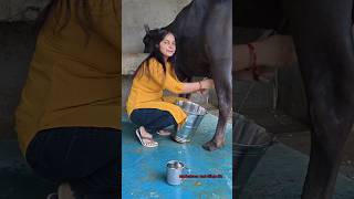 अगर सुबह उठते ही आपके पास काम है..👍#viralvideo#farming#shortvideo #milking#viralshort#motivation#gav