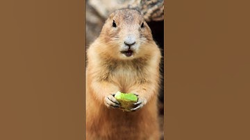 Gopher Chronicles: Unveiling the Secrets of Underground Minions#nature #nature #wildlife #shorts