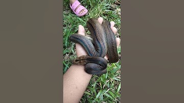 RETICULATED PYTHON GOLDEN CHILD !!! #reptile #python #reptil #peliharaan #viral #youtubeshorts