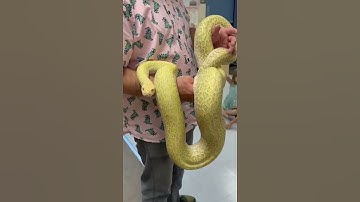 GRANITE BURMESE PYTHON #shorts