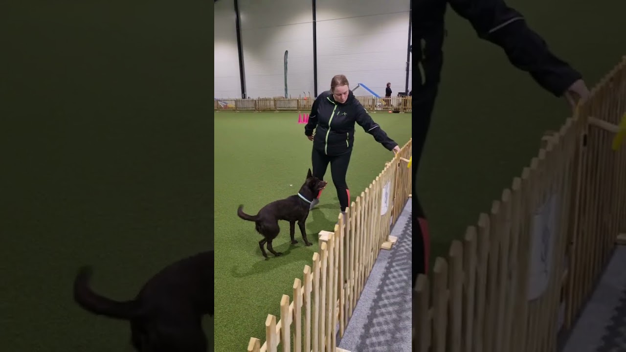 Astra lydnadsklass 2 240218