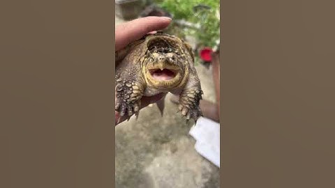 Rùa Commom Snapping Mặt Cực Dữ #turtle