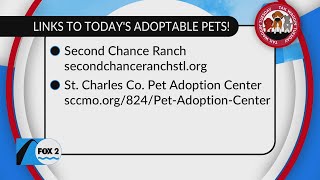 Your newest family member could be here on Tailwaggin’ Tuesday!