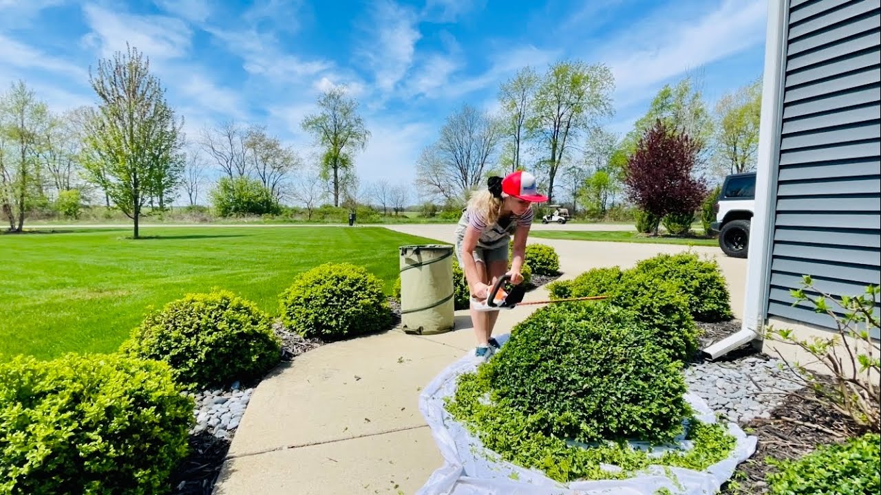 Trimming My Green Velvet Boxwoods in My Front Walkway Landscape