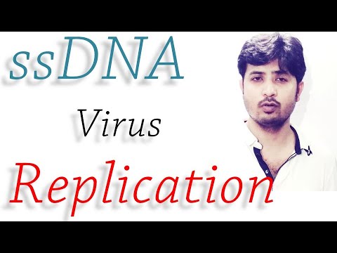 วีดีโอ: ไวรัส ssDNA ทำซ้ำได้อย่างไร