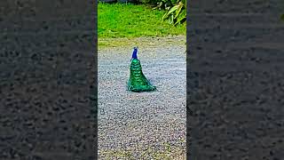 Billy Blue and his train