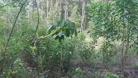 Chuyển nhượng 6,5 sào đất #mặttiền Cầu Mên-Suối Đục #xãSôngNhạn, huyện Cẩm Mỹ. Phí MG 3%