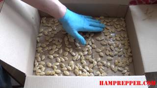 Saving Pumpkin Seeds For Next Year by HamPrepper 1,214 views 8 years ago 4 minutes, 57 seconds