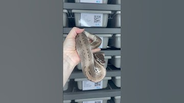 VPI Axanthic Pinstripe Piebald #ballpythonbreeder #ballpythonmorph #axanthic #ballpython