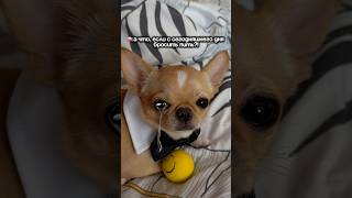не выдумывай !арт вб: 453153129 #чихуахуа #микрочихуа #метки #приучитькпеленке