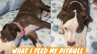 Pitbull Itchy Skin | What I Feed My Pitbull with Skin Allergies to Maintain Healthy Coat | Food Haul