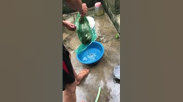 Cá rô phi ba đi thả lưới về 😄