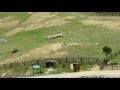 대관령 삼양 양떼목장 보더콜리 양몰이 쇼 Deagwallyeong Samyang sheep ranch