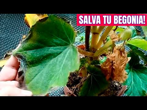 Video: Begonia Deja Secas: ¿por Qué Las Flores De Interior Se Secan Y Qué Hacer? ¿Por Qué La Begonia Se Marchita En Invierno Y Cómo Salvar El Tronco?