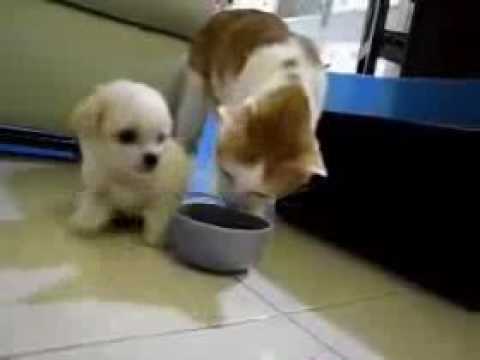 Cat Vs Dog Really Funny Video Download For Free On Mobango Com Youtube