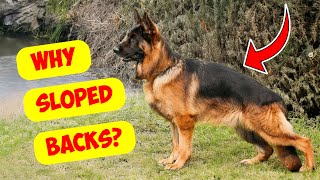 Why do German Shepherd have Sloped Backs?